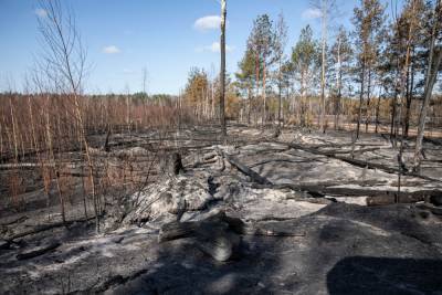 Гайдай рассказал о планах по восстановлению лесов Луганщины после пожаров