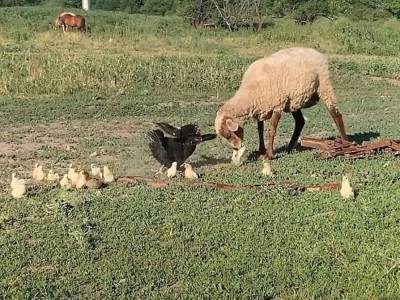 Отважная курица защитила свое потомство от нападок агрессивной овцы