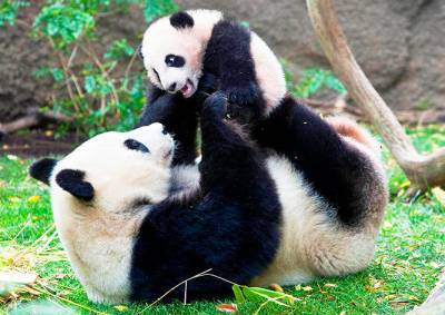 Мэр Праги отправится в Китай за пандами и туристами