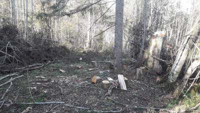 «Черный лесоруб» в Тверской области пилил деревья и продавал их на дрова