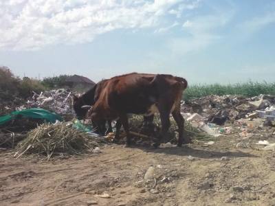 В Дашогузе снизилась стоимость мяса из-за падежа скота