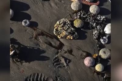 На Камчатке в Авачинской бухте погибли 95% донных животных