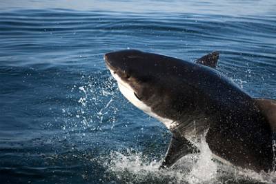 Агрессивная акула утащила подростка под воду и напугала его