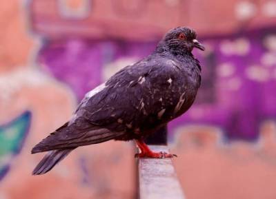 Прозрачное ограждение в Красном Селе стало местом массовой гибели птиц