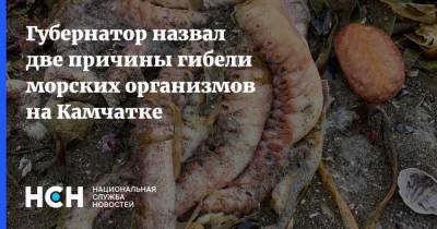 Губернатор назвал две причины гибели морских организмов на Камчатке