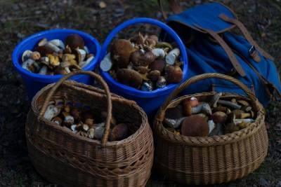 Пожилой грибник потерялся в гдовском лесу на три дня