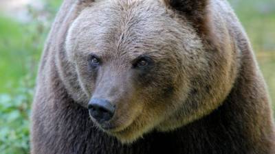 Подробности нападения бурого медведя на работника Большого Московского цирка
