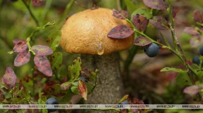 В Беларуси участились случаи отравления грибами