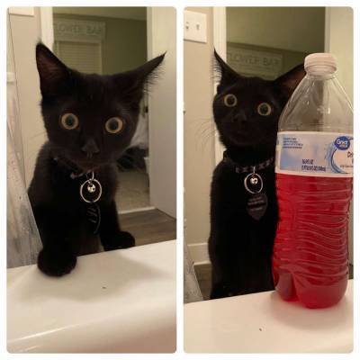 Хозяйка сняла реакцию кошки на ее тело в ванной и насмешила миллионы пользователей