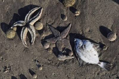 Всемирный фонд дикой природы заявил об отравлении Тихого океана