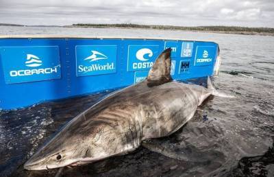 У берегов Канады поймали гигантскую акулу-людоеда весом в полторы тонны