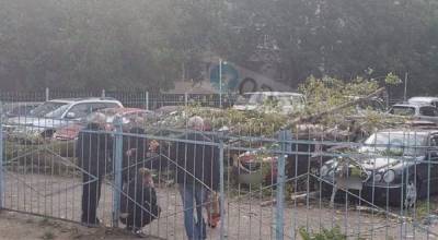 Дерево рухнуло и растрощило автомобили в Одессе, люди не верят своим глазам: кадры ЧП
