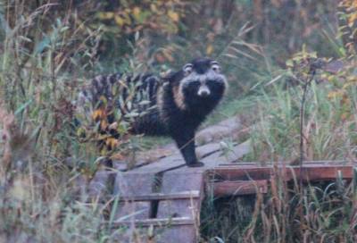 Интернет-пользователи гадают: что делает енотовидная собака у птичьих ловушек на Ладожской орнитологической станции