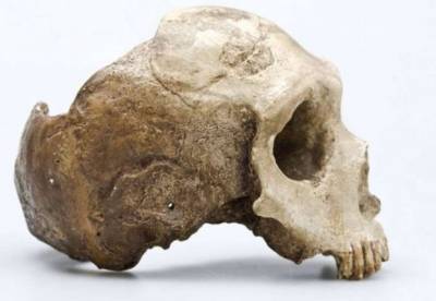 Ученые выяснили, почему неандертальцы обладали плоским черепом, а современные люди круглым