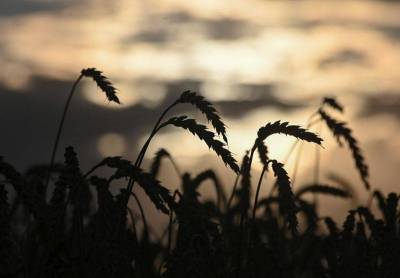 Казахстан ждет урожай зерновых в 20г на уровне 18,5 млн т