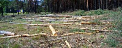 С Первомайского лесохозяйственного участка украли более ста сосен