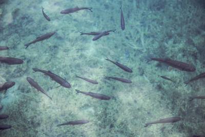 Экологи установили гибель почти всех придонных животных в Авачинской бухте на Камчатке