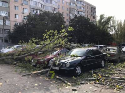 В Одессе на парковку рухнуло дерево и повредило семь машин