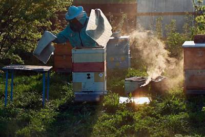 В российском регионе завершилась образовательная программа для пчеловодов