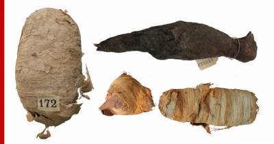 Ученые выяснили, что скрывается под мумиями животных из Древнего Египта