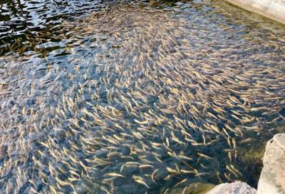 Строители двух мостов выпустят в Ладогу и Волхов более 7000 молодых рыб