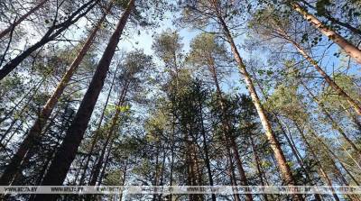 Запреты и ограничения на посещение лесов действуют в пяти районах Беларуси