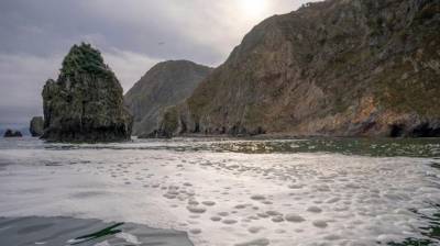 На дне Авачинской бухты на Камчатке погибли почти все морские организмы