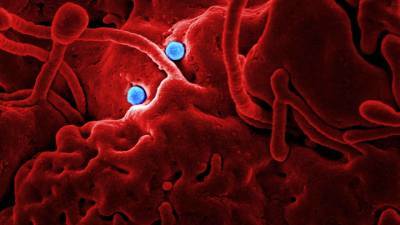 Роспотребнадзор: коронавирус не страшен людям с геном-мутантом