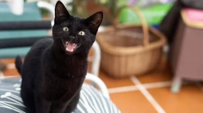 Реакция кота на хозяйку в ванной довела юзеров до истерического смеха - фото