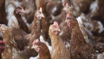 Россия начала поставки курятины в Африку
