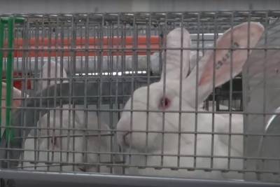 В Чечне открылась первая в России ферма по производству халяльной крольчатины