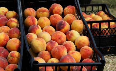 Конец сезона: Грузия экспортировала более 25,3 тысячи тонн персиков