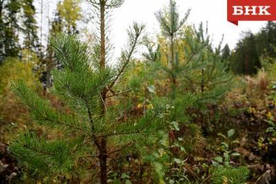 Следователи из Коми раскрыли убийство мужчины в лесу возле Новоипатово