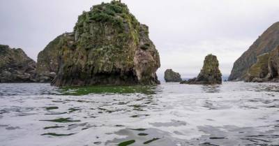 Экологическая катастрофа на Камчатке: на дне Авачинской бухты погибли почти все морские организмы