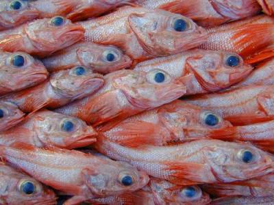В этом году на Сахалине рыбаки поймали более 88 тонн шипощёка