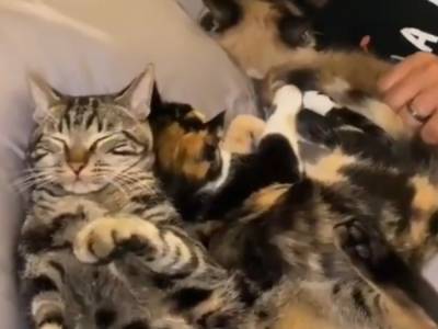 Банда котов «оккупировала» семейное ложе и рассмешила Сеть
