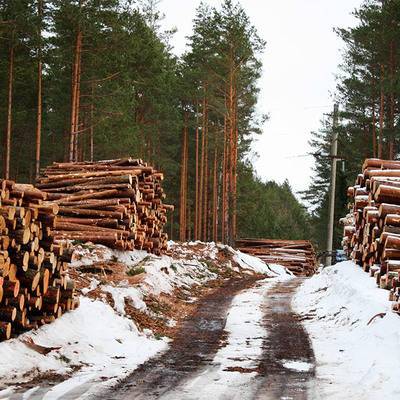 Владимир Путин объяснил свое решение о запрете вывоза леса-кругляка из России