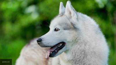 Ученые доказали неспособность собак распознавать лица хозяев