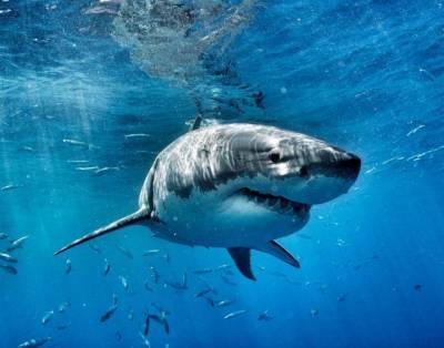 «Королева океана»: ученым удалось поймать пятиметровую белую акулу (ФОТО)