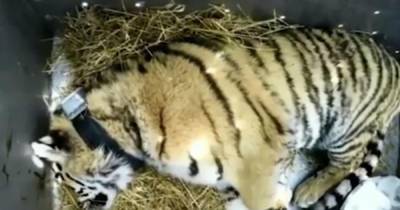 Названа причина смерти краснокнижного тигра в Хабаровском крае - ren.tv - Хабаровский край - Приморье край