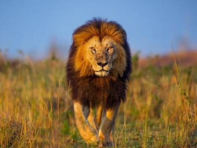 Агрессивный носорог не львам заняться любовью посреди саванны
