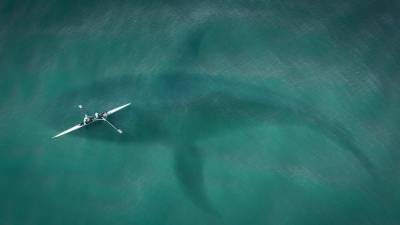 У берегов Новой Шотландии поймали одну из самых больших в мире акул