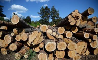 Etelä-Saimaa (Финляндия): запрет на экспорт российской древесины поразил финнов