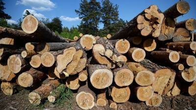 В Иркутской области остановили массовую контрабанду леса в Китай