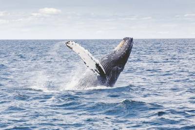 Ученые выяснили, почему киты меняют громкость своего пения - Cursorinfo: главные новости Израиля