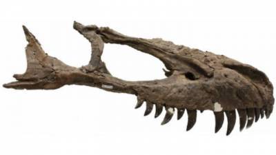 В США ушел с молотка скелет тираннозавра
