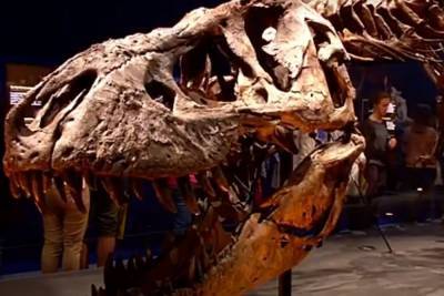 Скелет тираннозавра Стэна был продан за рекордные $31,8 млн