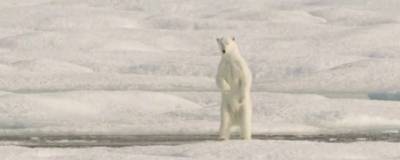 В Якутии на местного жителя напал белый медведь