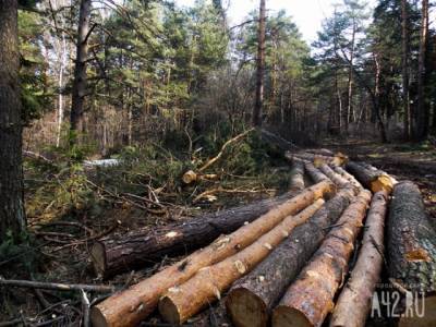 Кузбассовец незаконно вырубил лес на 16 млн рублей