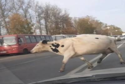 В Ярославле автомобилистам приходилось уступать дорогу коровам